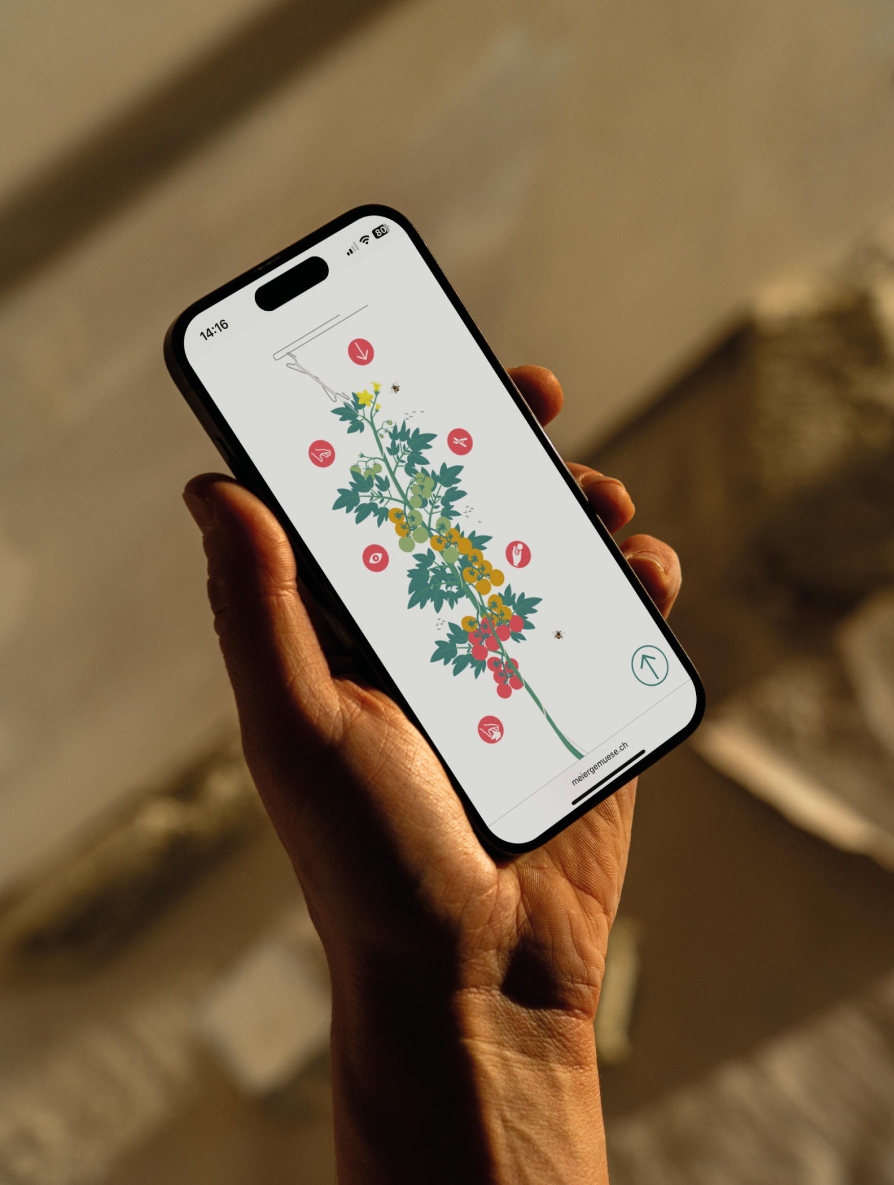 FD-062_Meier_Gemuese_12