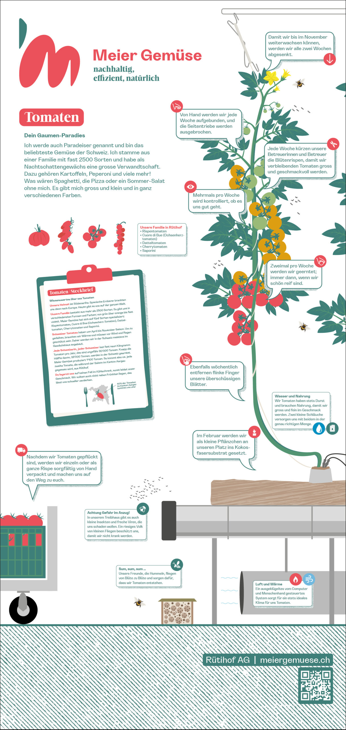 FD-062_Meier_Gemuese_312