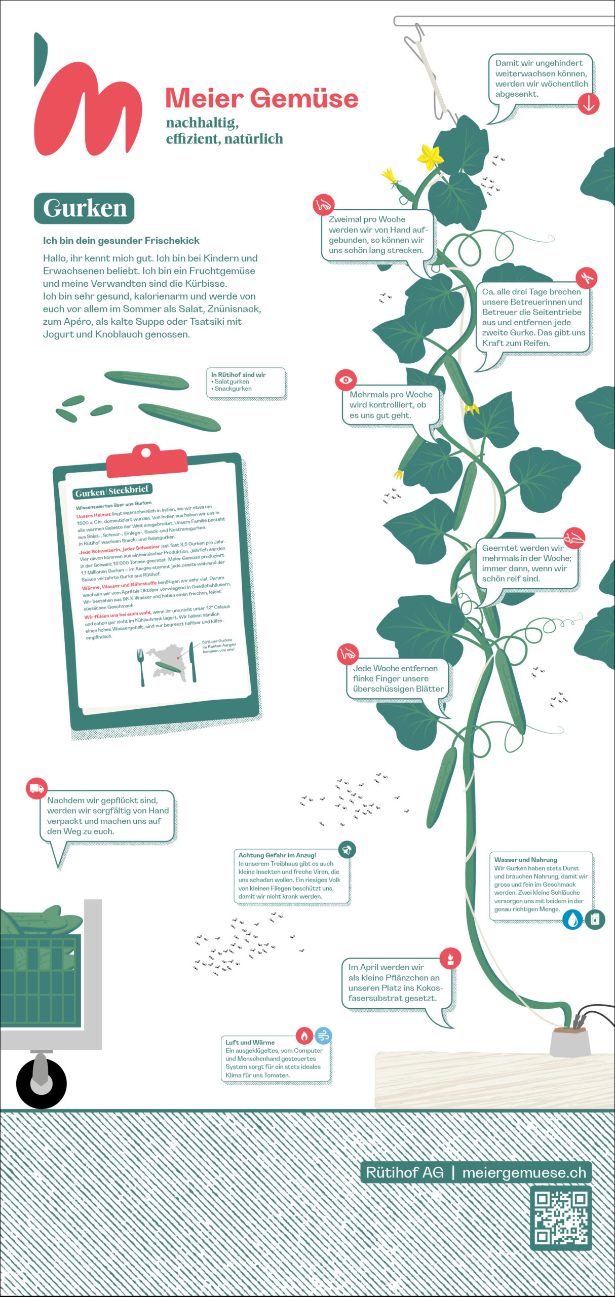 FD-062_Meier_Gemuese_313